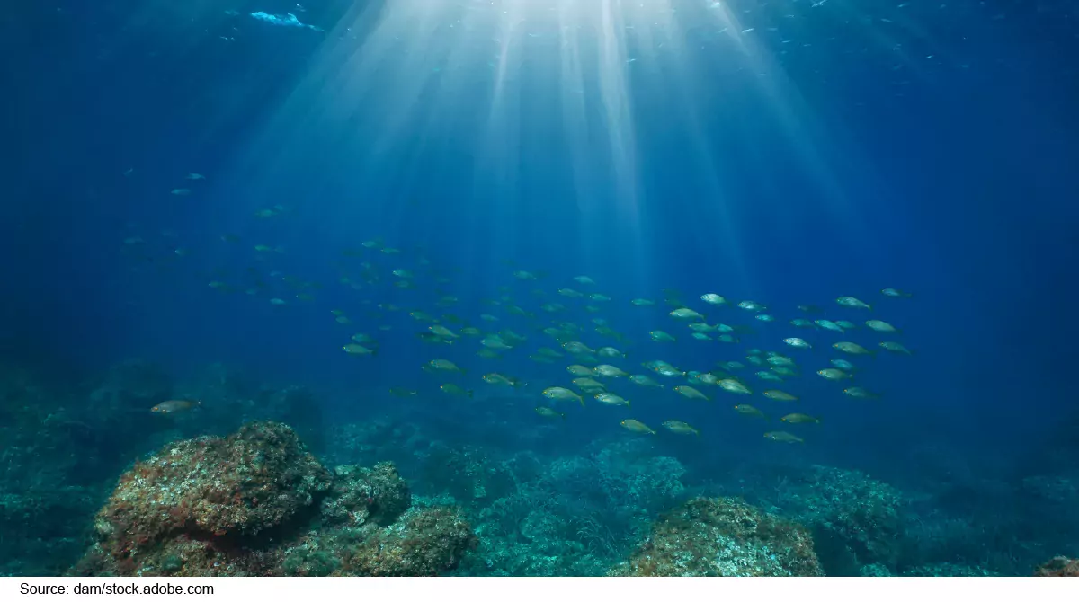 Photo of fish moving underwater near coral